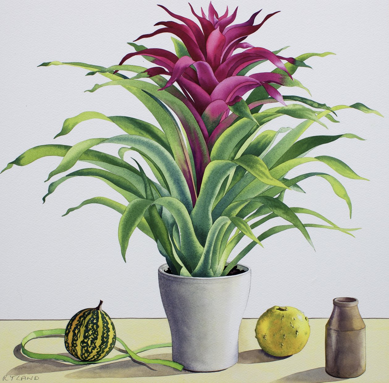 Natura morta con bromelia da Christopher Ryland