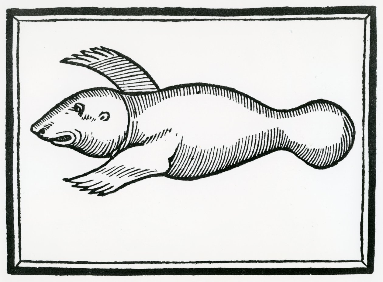 Un pesce chiamato 
