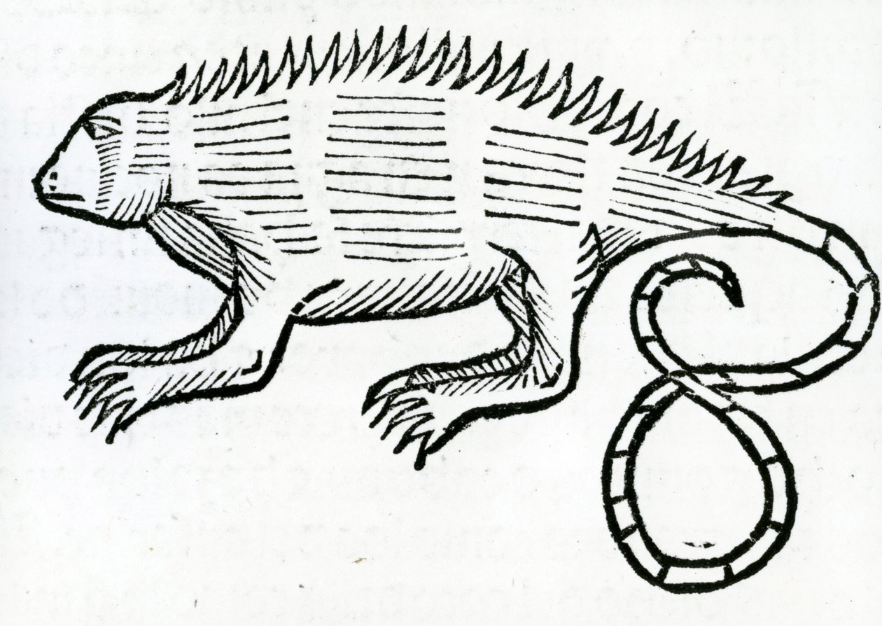 Iguana da 
