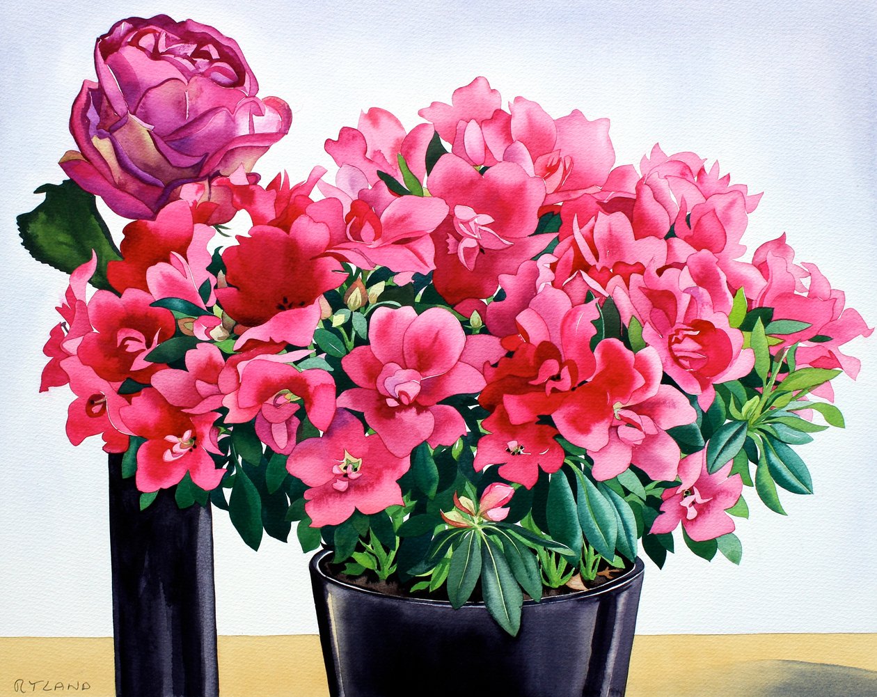 Azalea rosa da Christopher Ryland