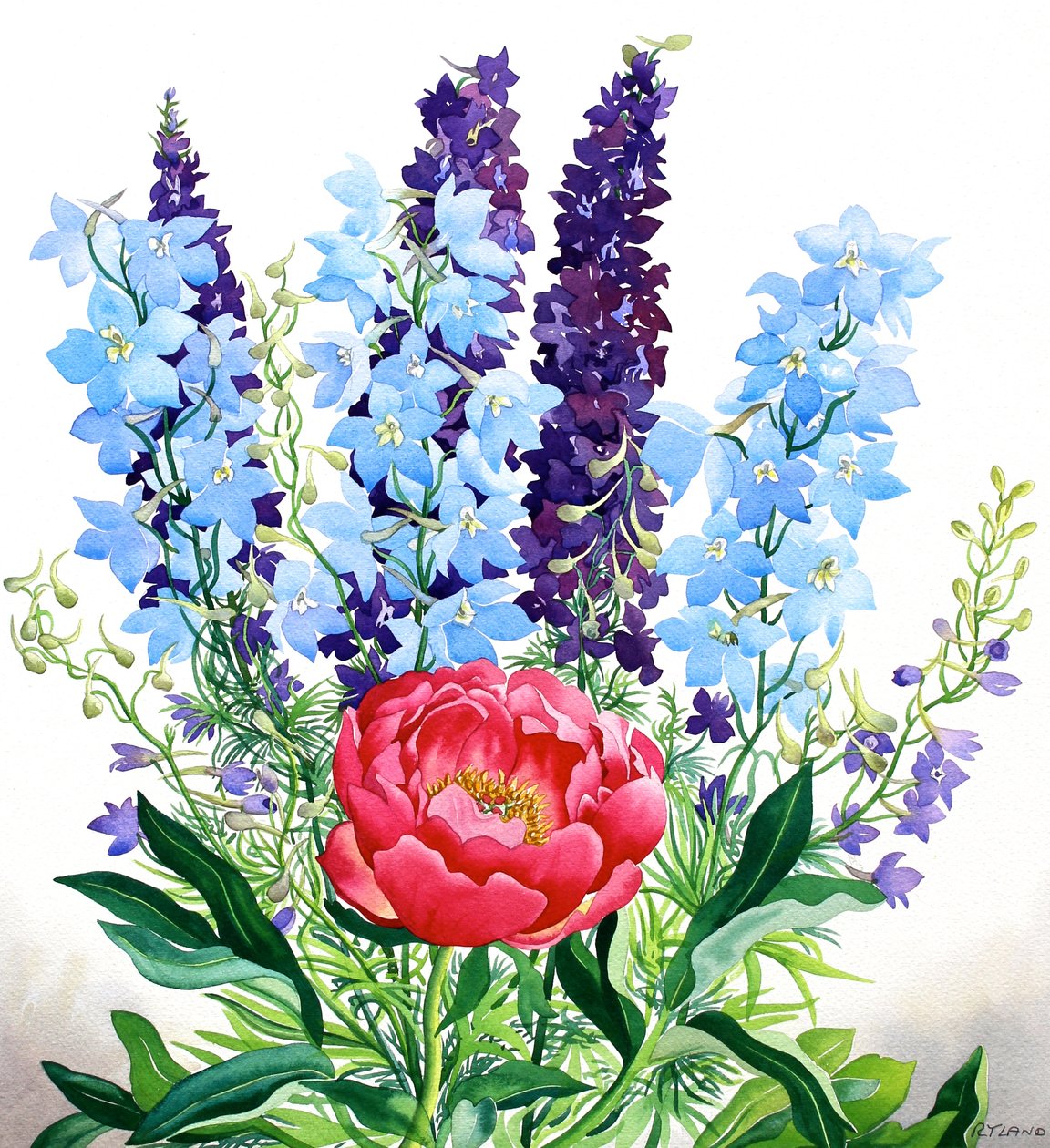 Delphinium blu da Christopher Ryland