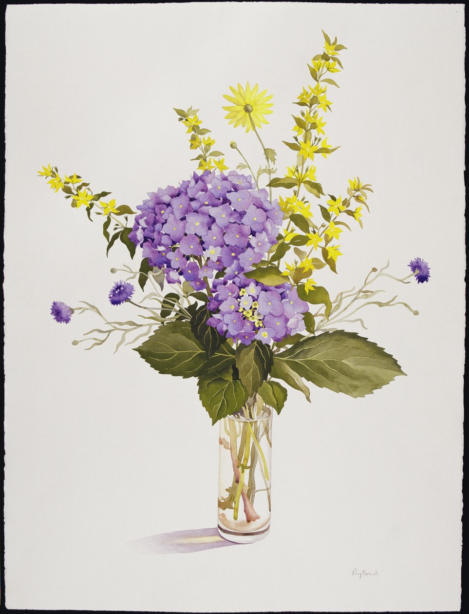 Ortensia blu con loosestrife giallo da Christopher Ryland