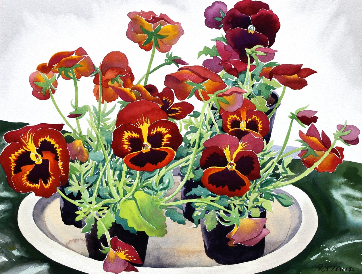 Viola del pensiero, 2018 da Christopher Ryland