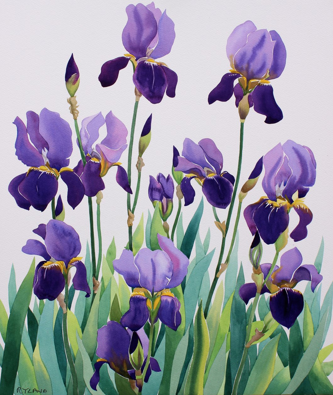 Iris viola da Christopher Ryland