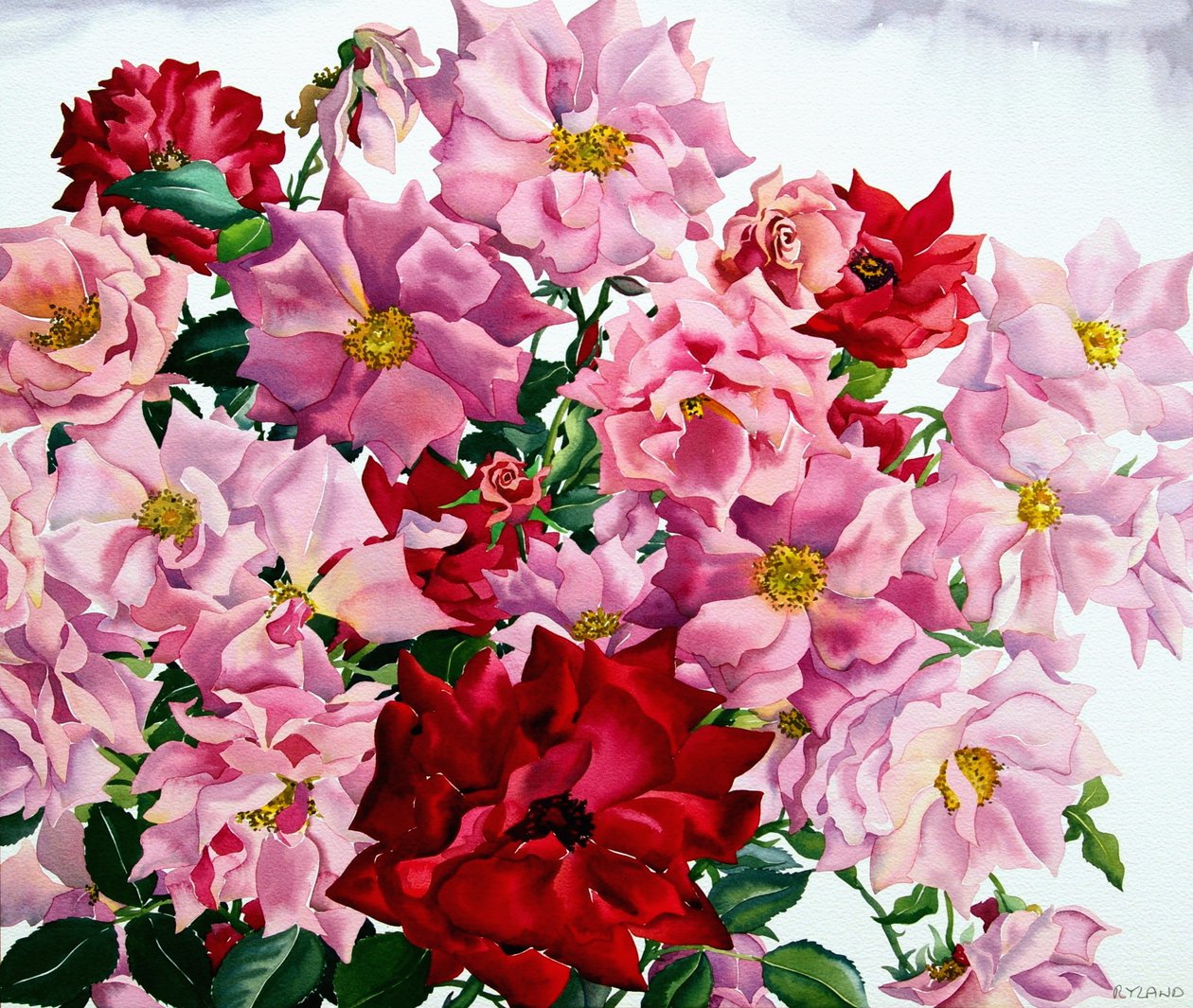 Rose rosse e rosa da Christopher Ryland