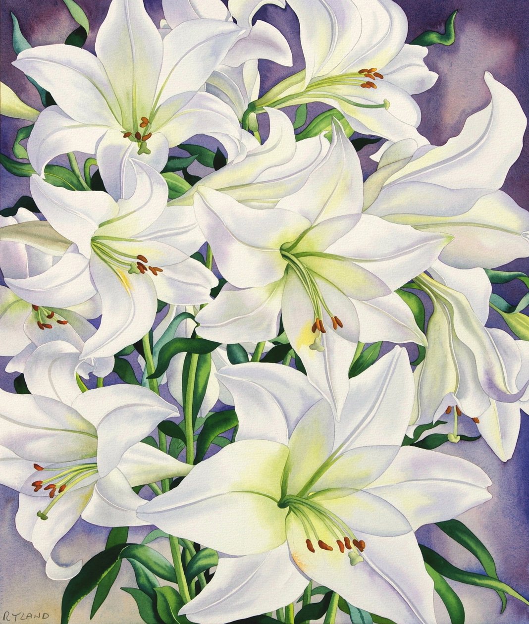 Gigli bianchi da Christopher Ryland