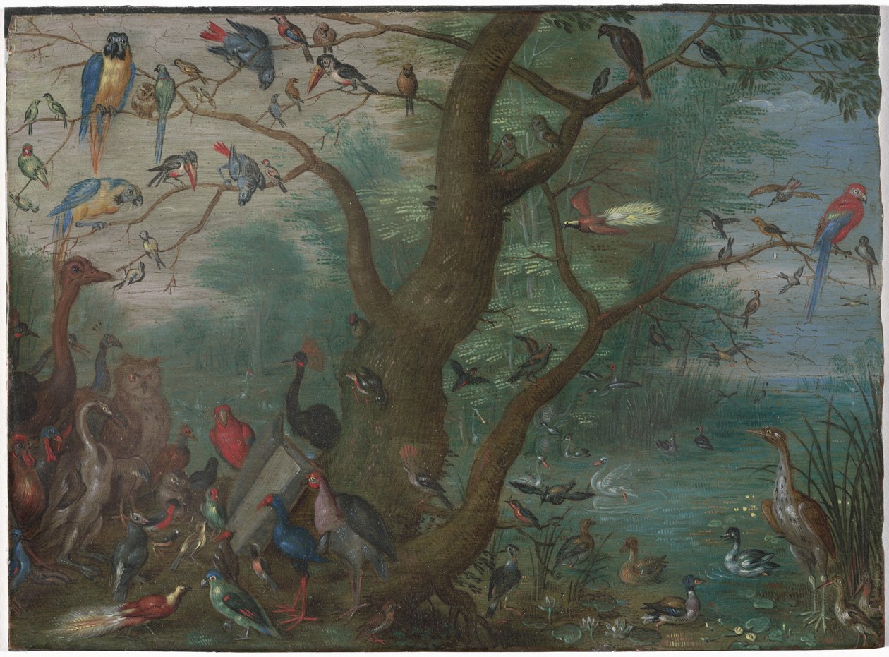 Concerto di uccelli da Circle of Jan van Kessel the Elder