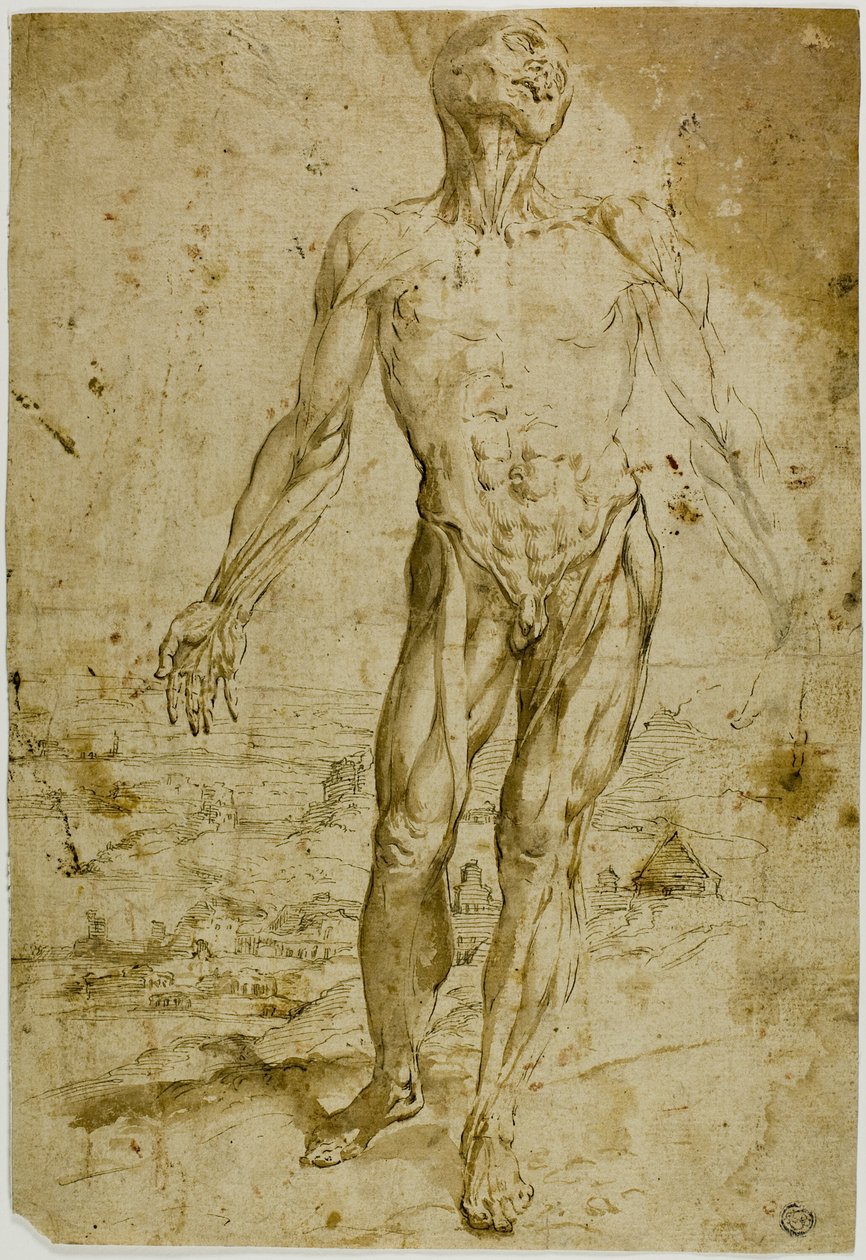 Écorché prima di un paesaggio (recto); schizzi di nudo maschile in piedi, bambino seduto, donna chinata (verso) da Circle of Titian