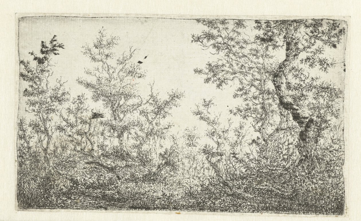 Radura nel bosco da Claes van Beresteyn