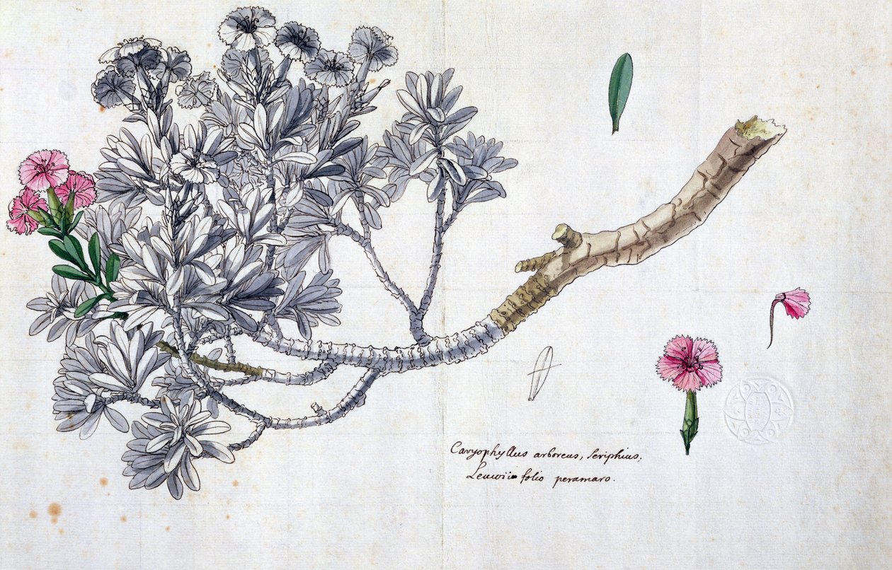 Caryophyllus Arboreus e Seriphius, da un