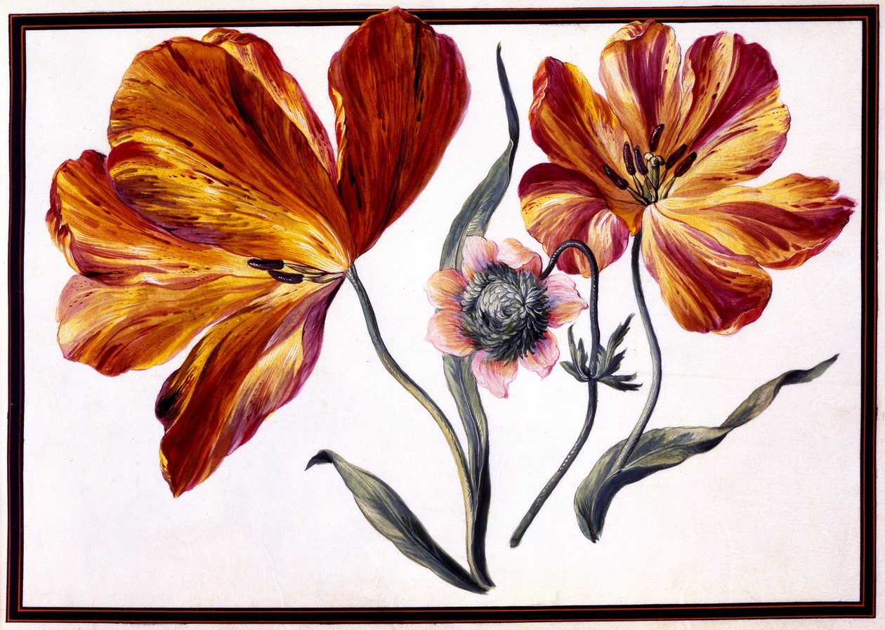Tulipani e anemone, c.1690 da Claude Aubriet