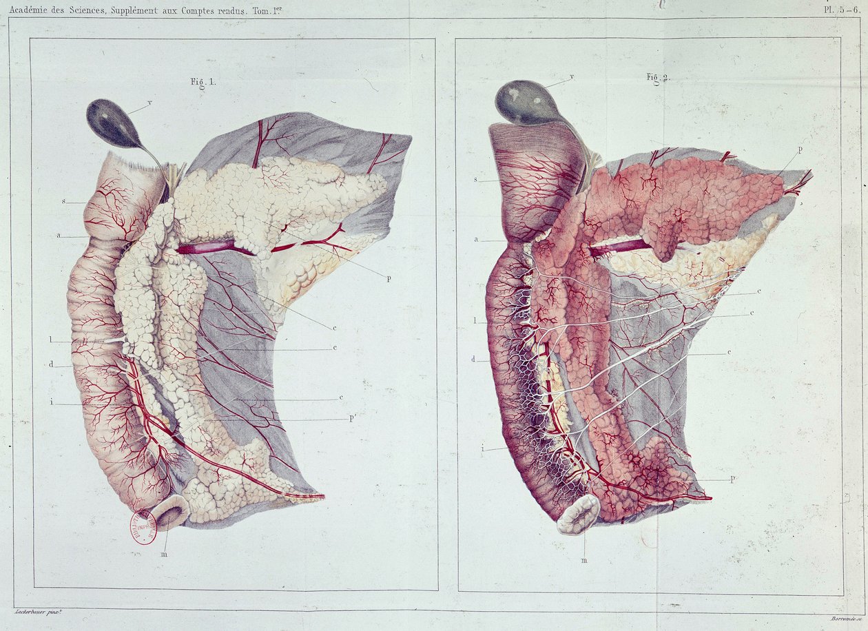 Memoria sul pancreas di Claude Bernard da Claude Bernard
