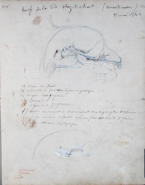 Sistema nervoso nella testa di un gatto, maggio 1842 da Claude Bernard