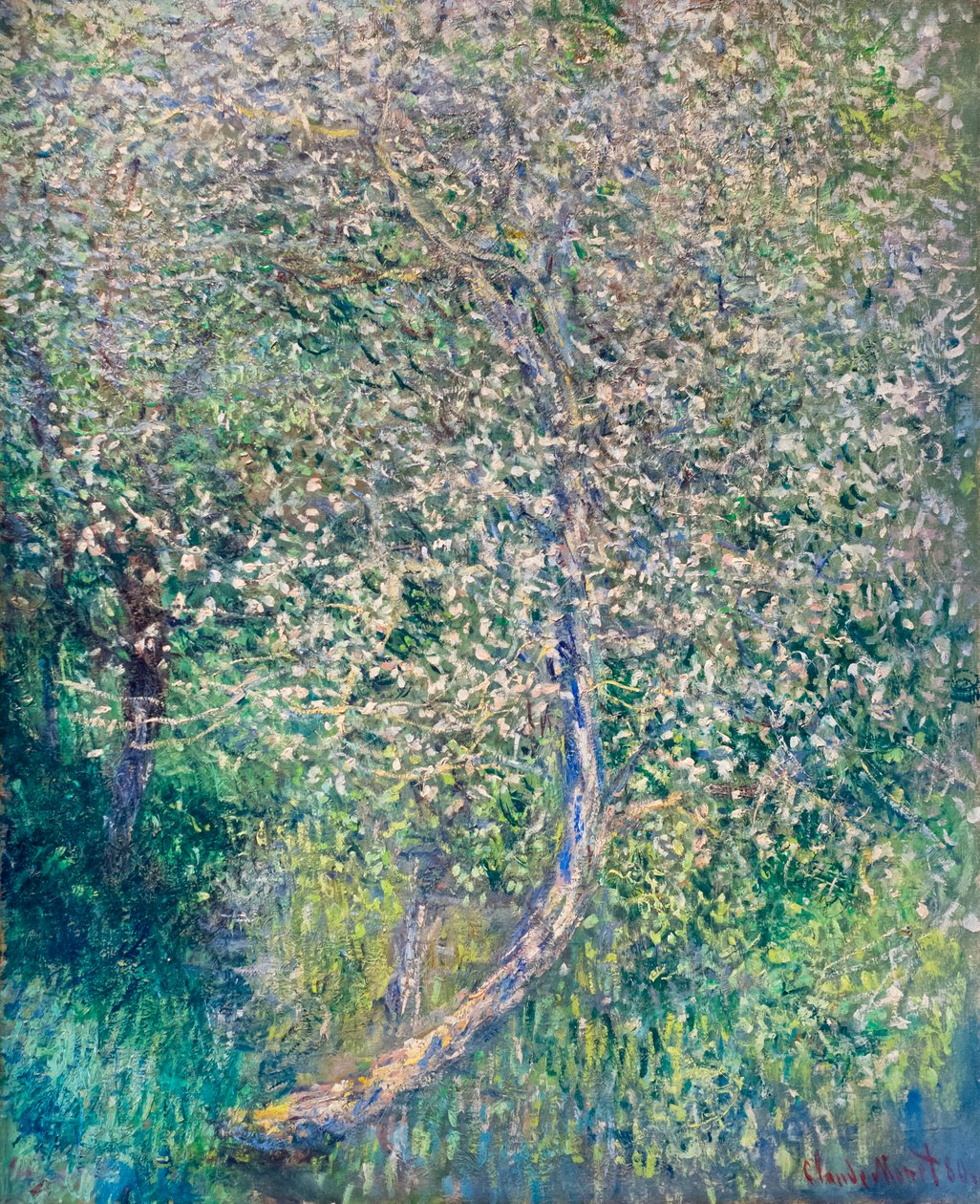 Meli in fiore al bordo dell