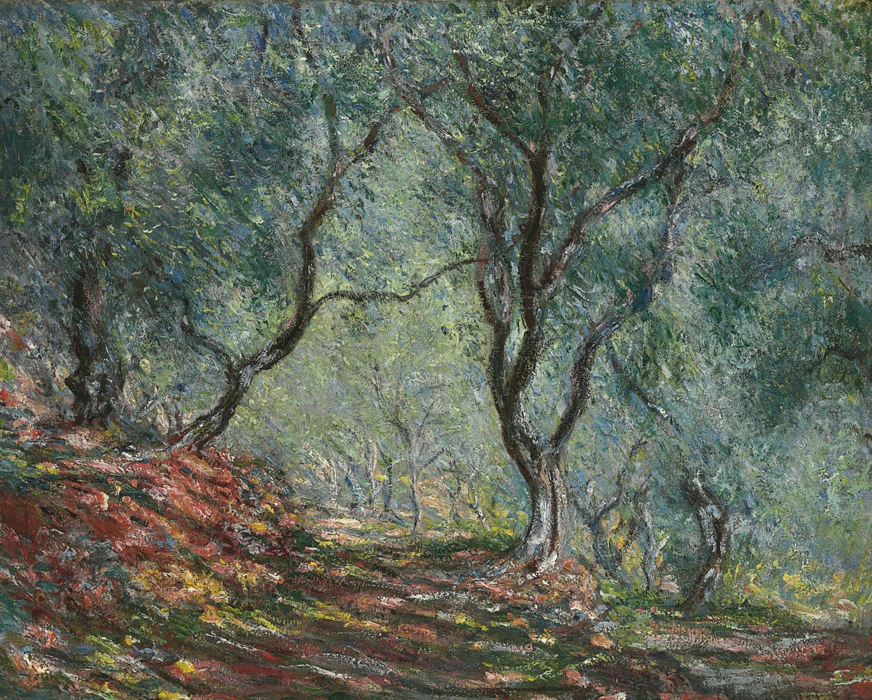 Bois doliviers al giardino Moreno, 1884 da Claude Monet