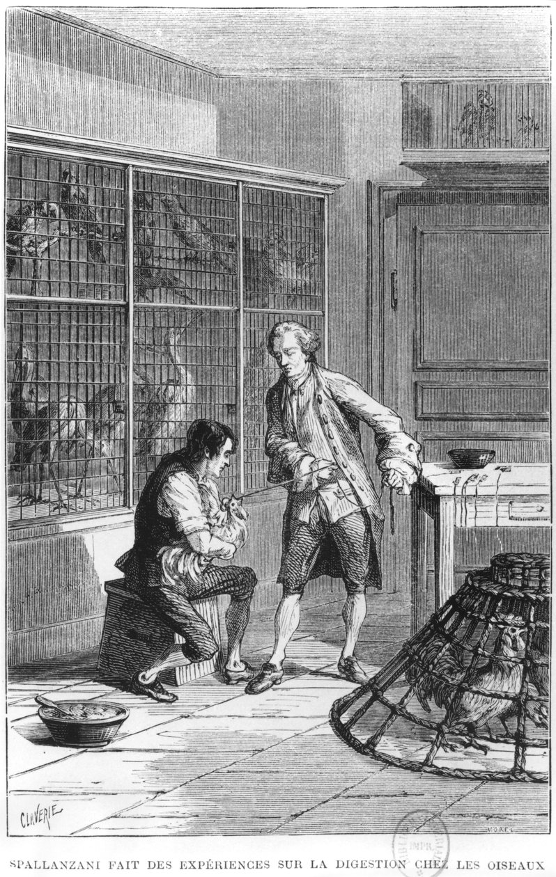 Abate Lazzaro Spallanzani (1729-99) che indaga sulla fisiologia della digestione sugli uccelli, illustrazione da 