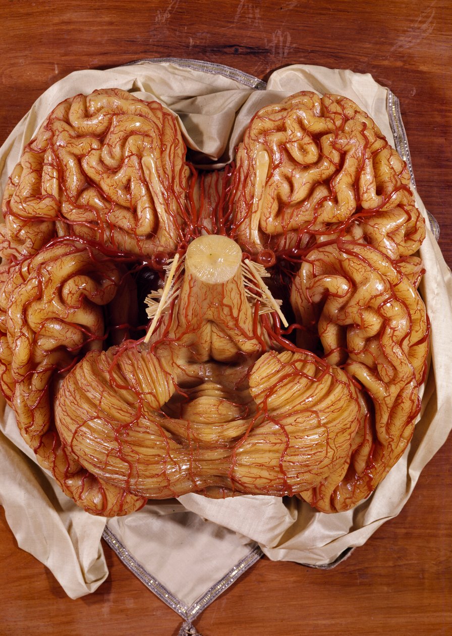Modello di un cervello (cera) da Clemente Susini