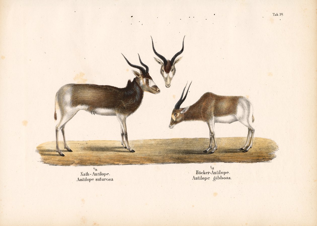 Antilopi Addax e Bontebok da Conrad Kull