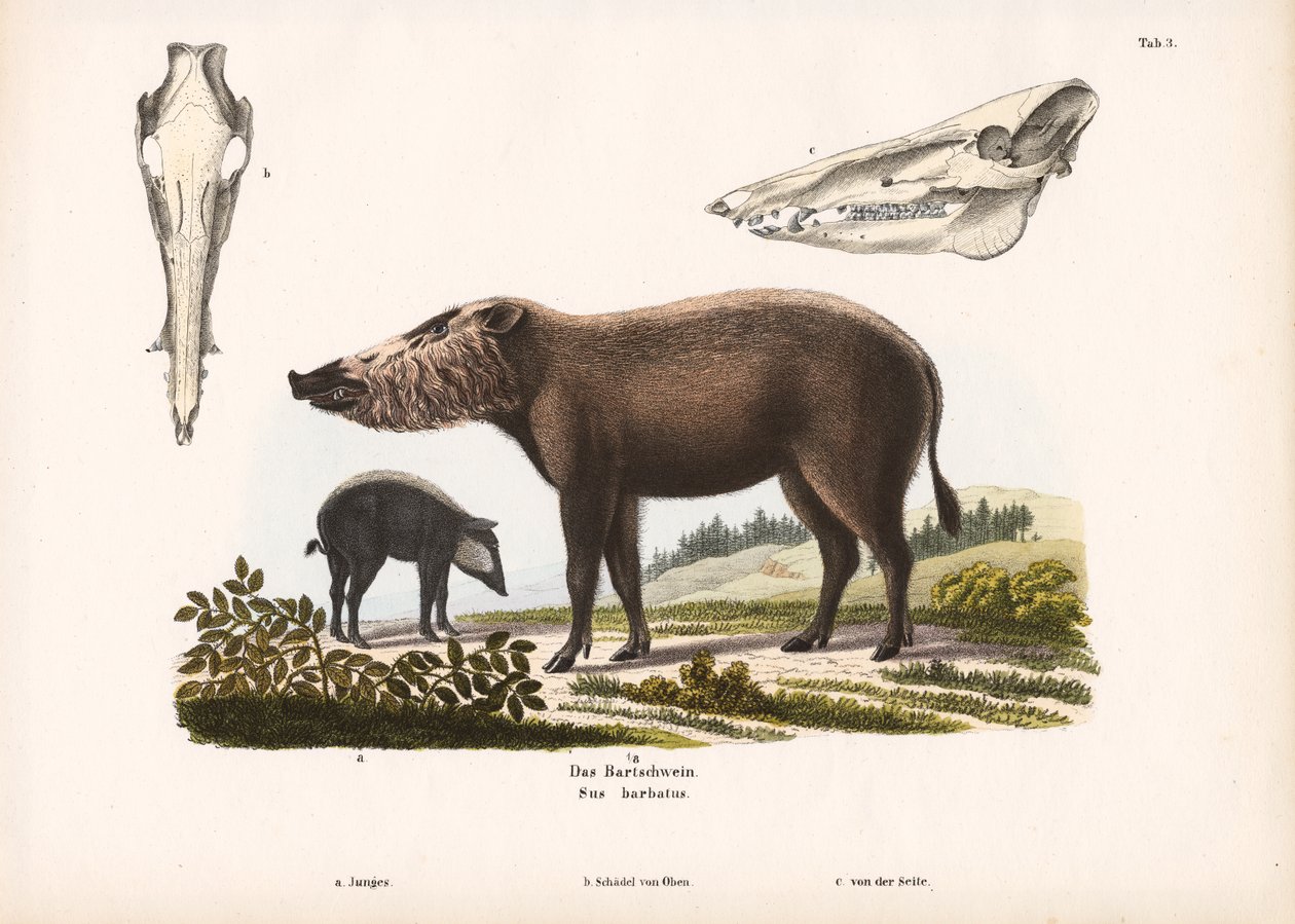 Maiale barbuto con giovane e vista del cranio da Conrad Kull