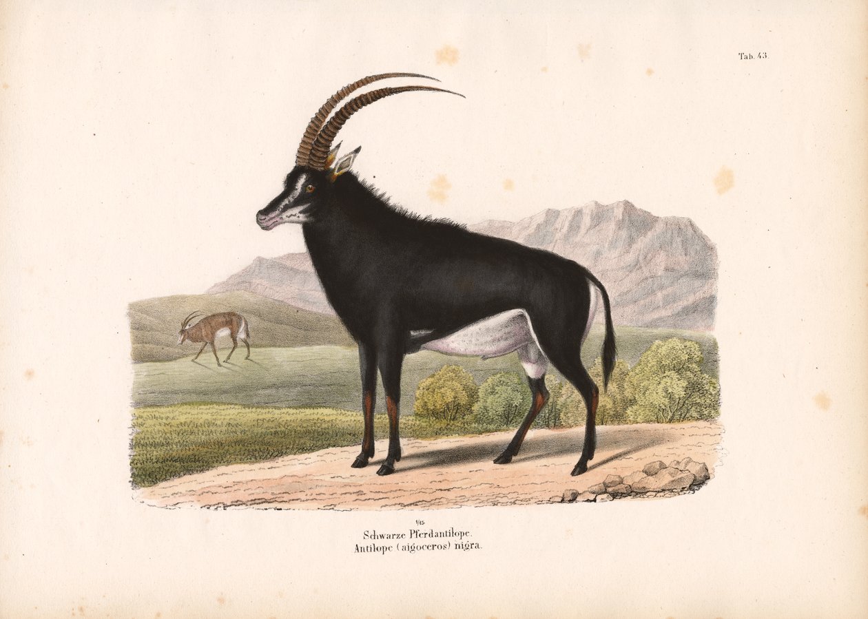 Cavallo nero Antilope da Conrad Kull