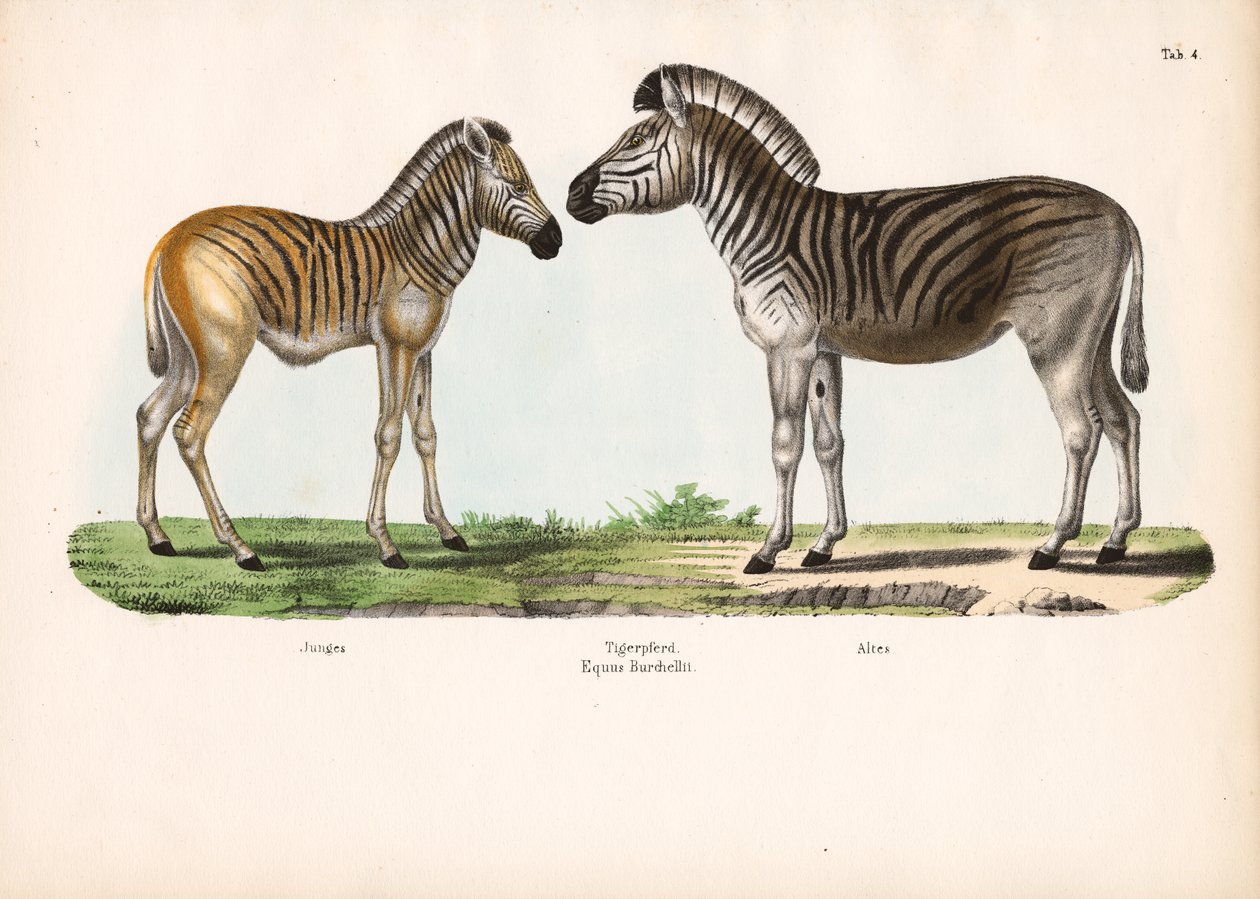 La zebra di Burchell (cavallo tigrato) a diverse età da Conrad Kull