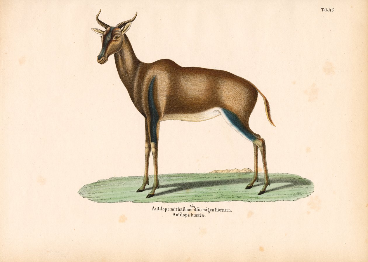 Antilope dalle corna crescenti o Topi da Conrad Kull