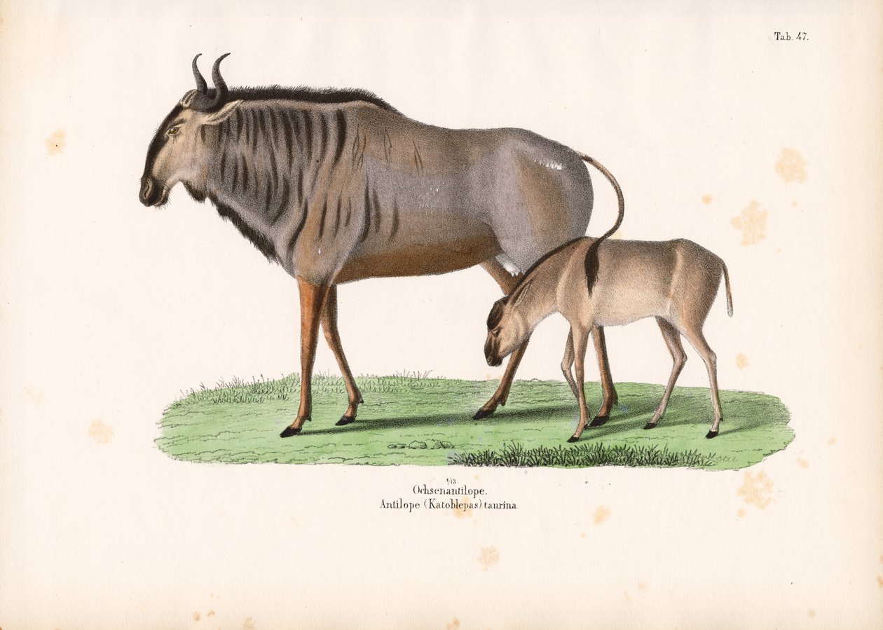 Hartebeest con vitello da Conrad Kull
