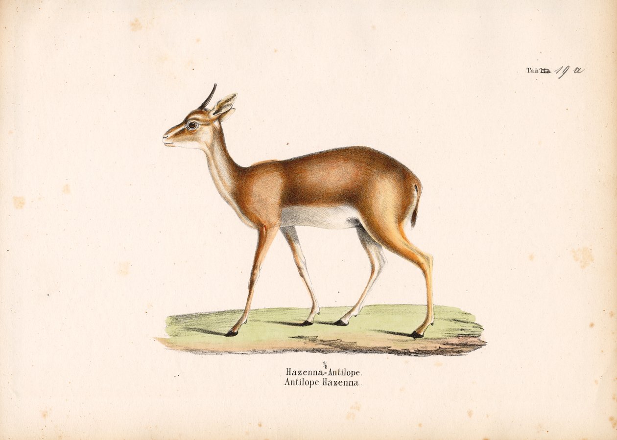Hazenna Antelope di profilo da Conrad Kull