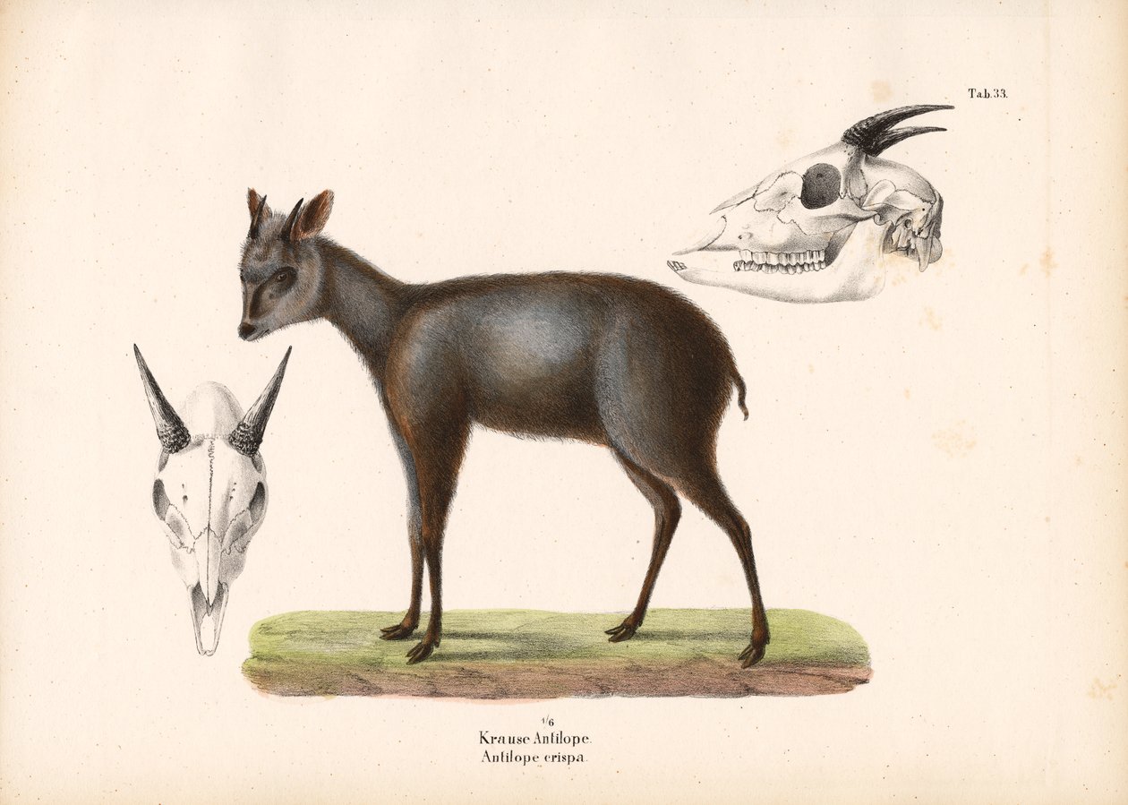 Impala con rappresentazioni di teschi da Conrad Kull