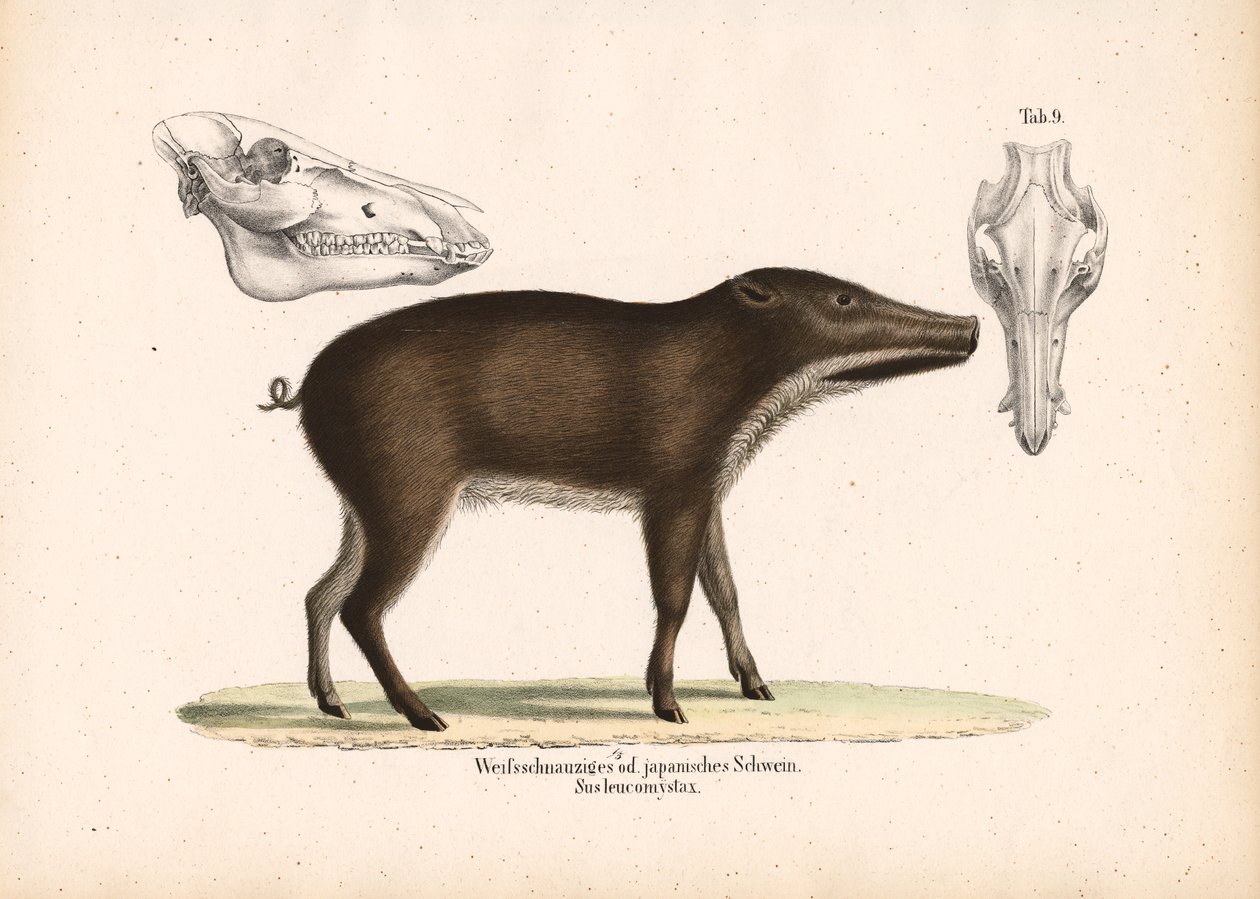 Cinghiale giapponese con vista sul cranio da Conrad Kull