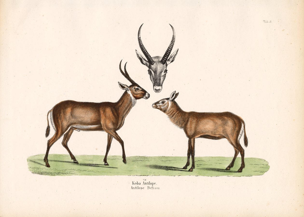 Antilope Koba da Conrad Kull