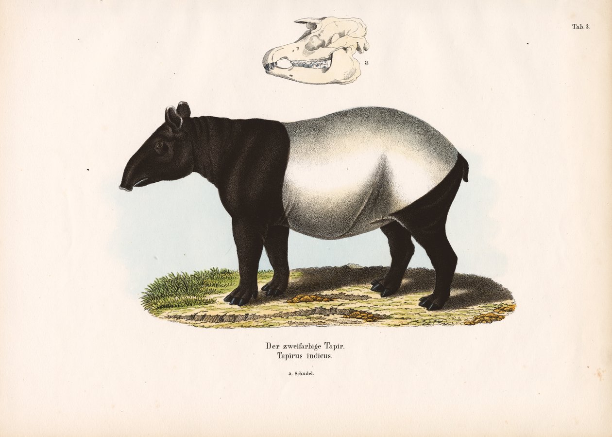 Tapiro malese da Conrad Kull