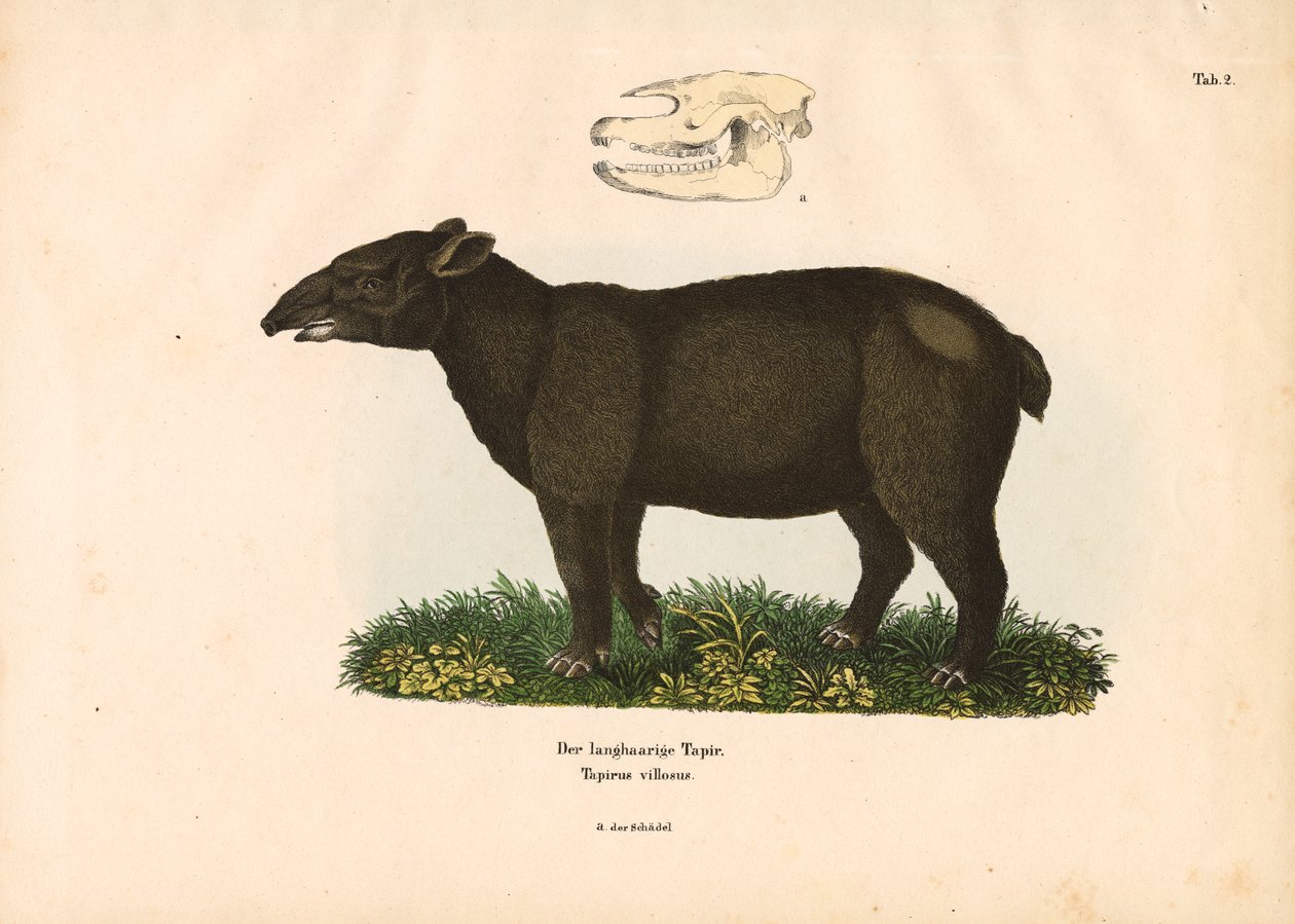 Tapiro di montagna da Conrad Kull