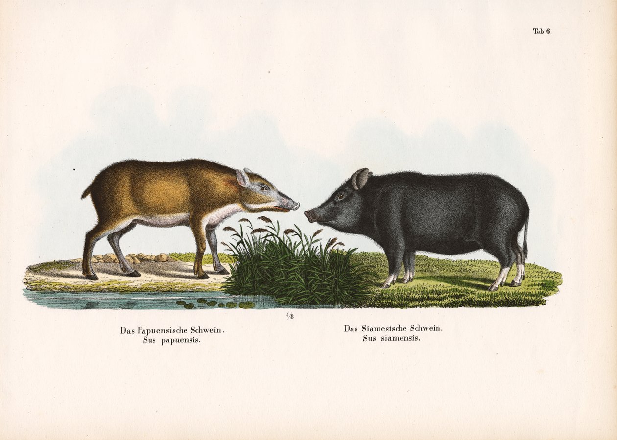 Maiale Papua e Maiale Siamese da Conrad Kull