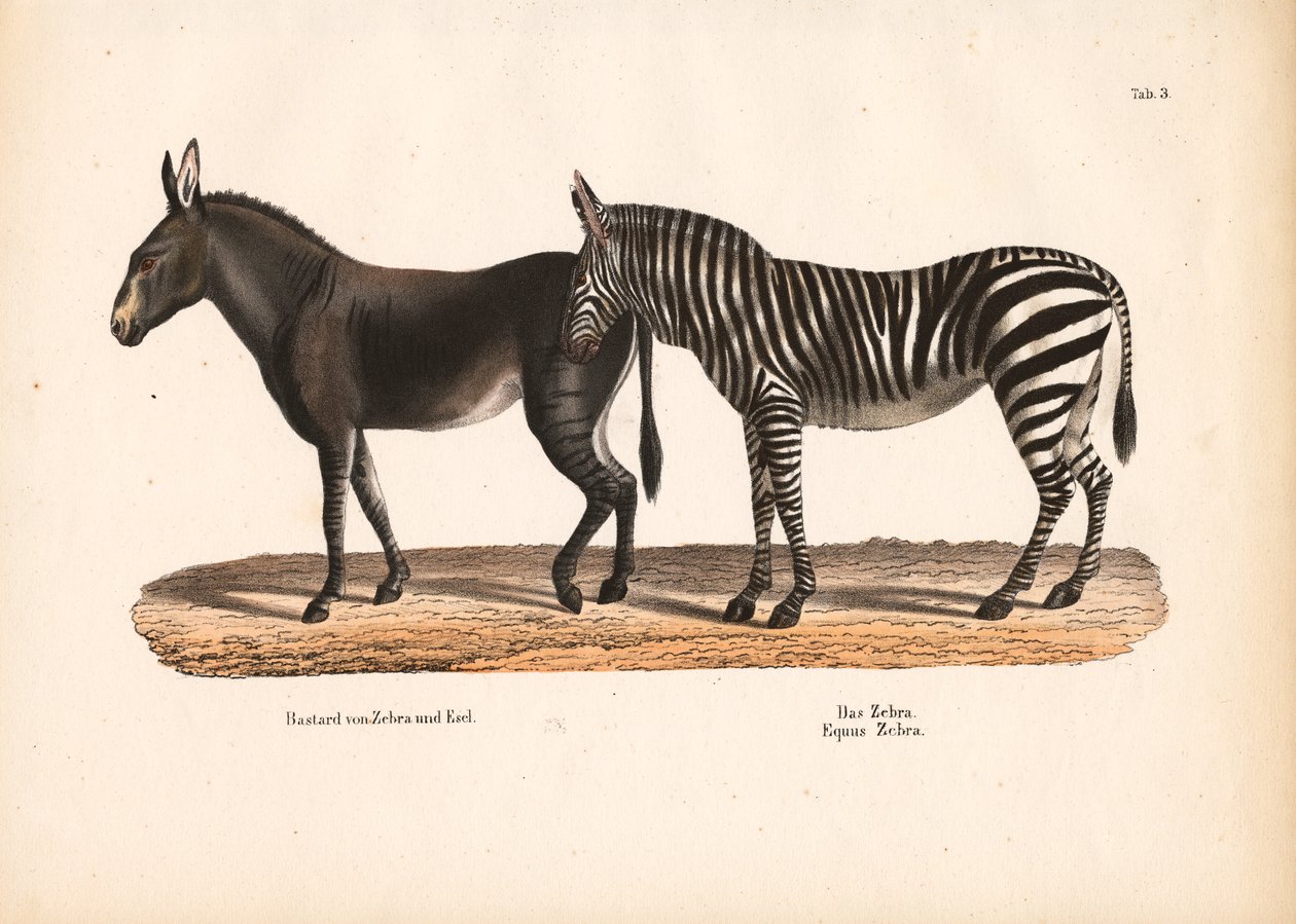 Zebra di pianura e ibrido di zibibbo e scimmia da Conrad Kull