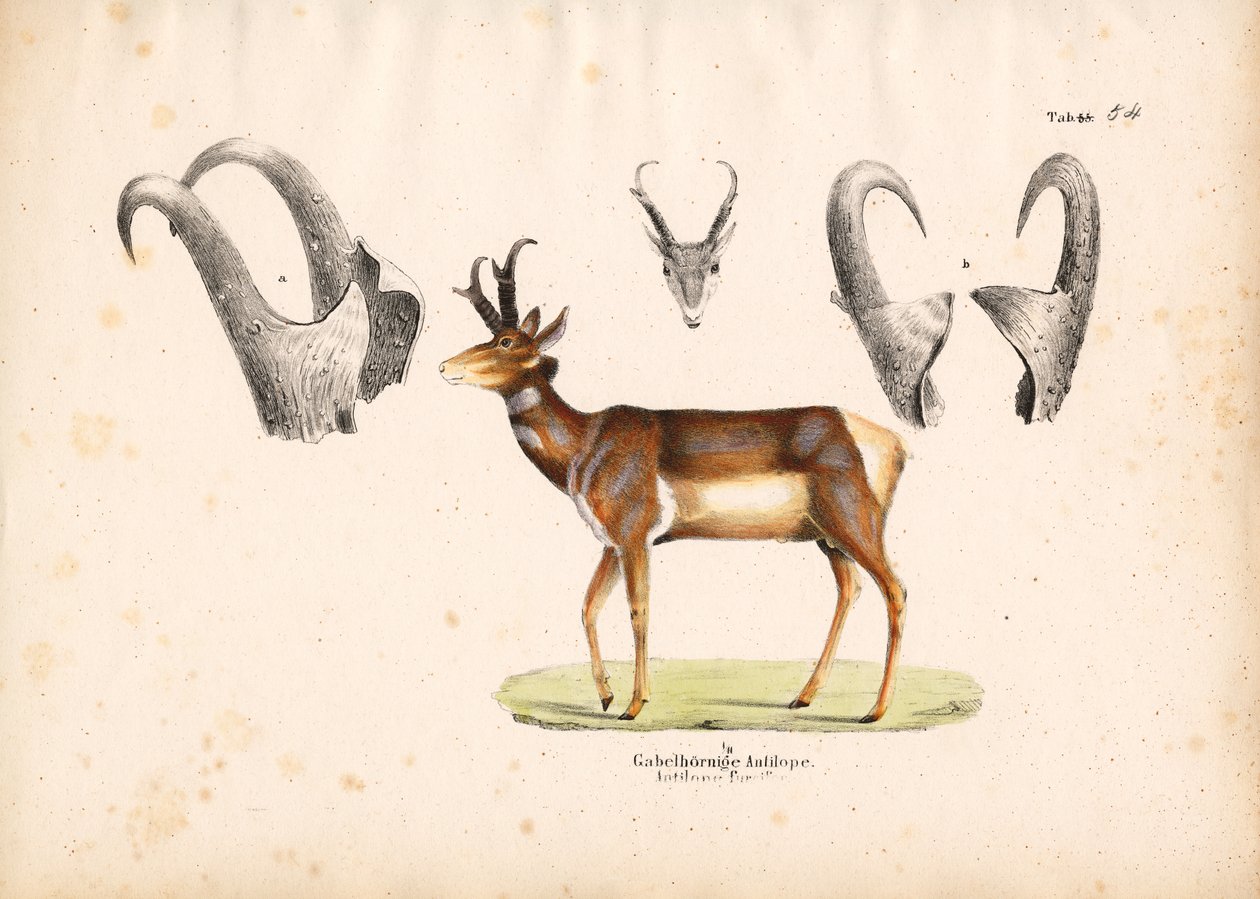 Antilope Pronghorn con illustrazioni di corno da Conrad Kull