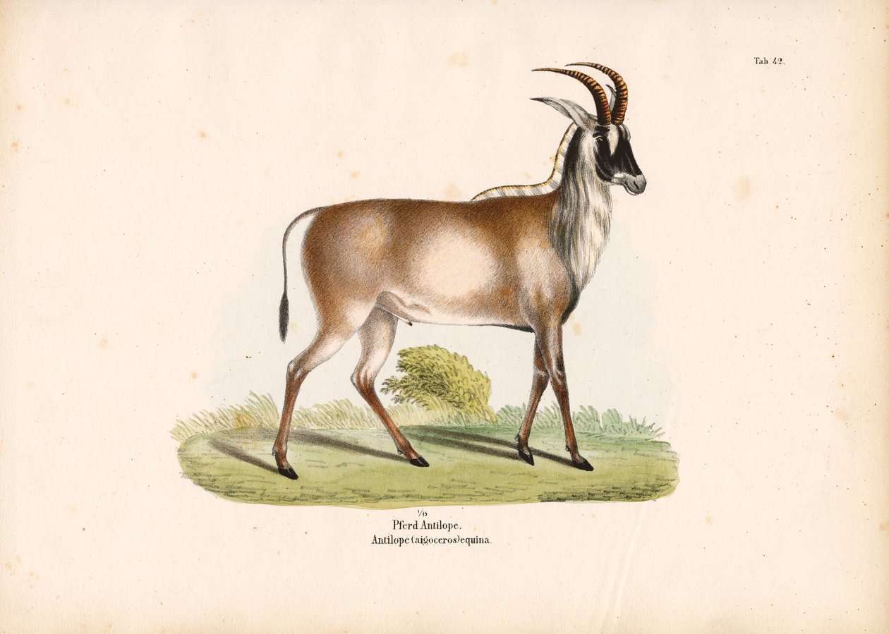 Antilope di Roan da Conrad Kull