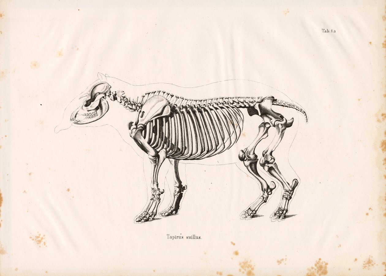 Scheletro di tapiro di pianura da Conrad Kull