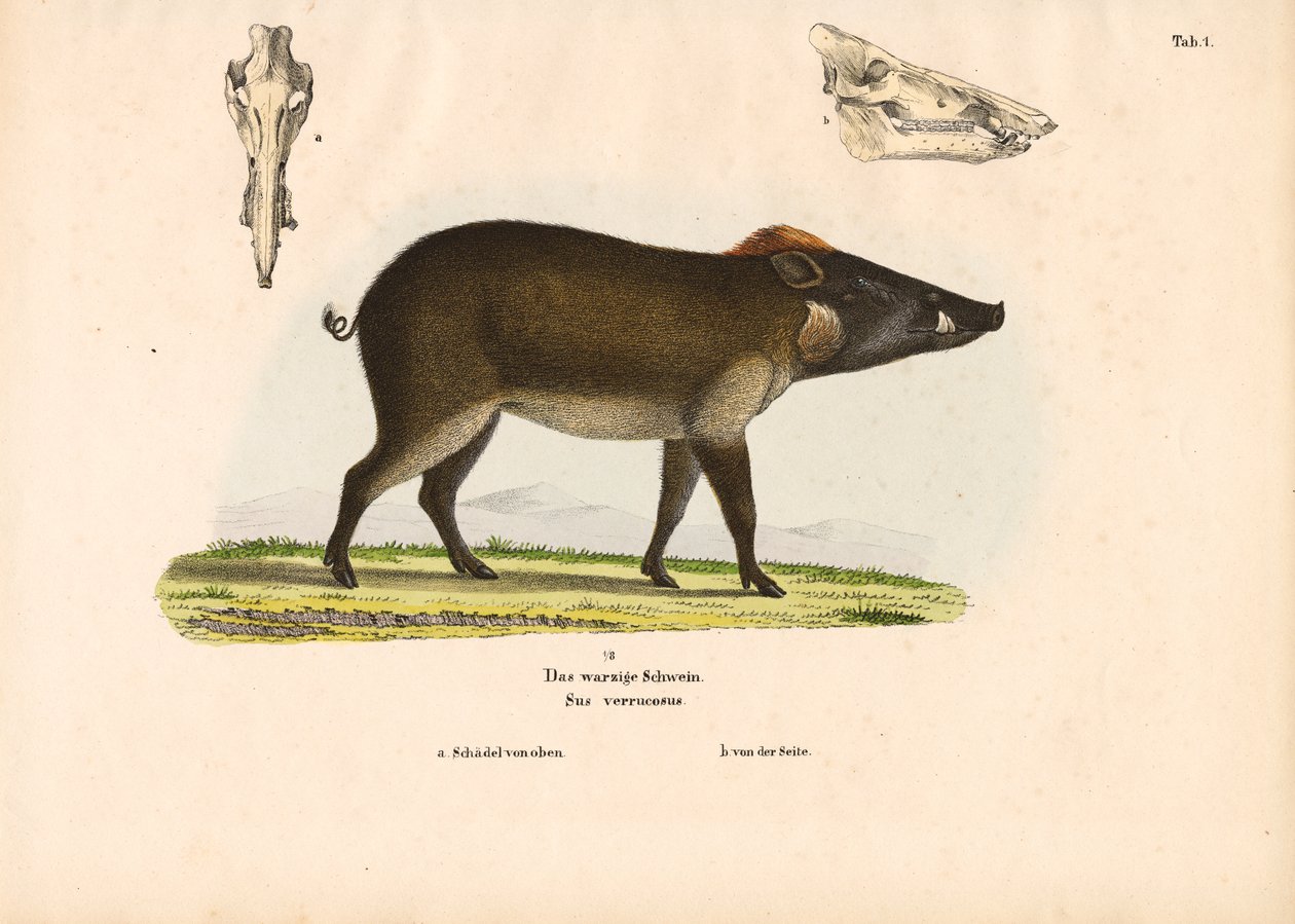  da Conrad Kull