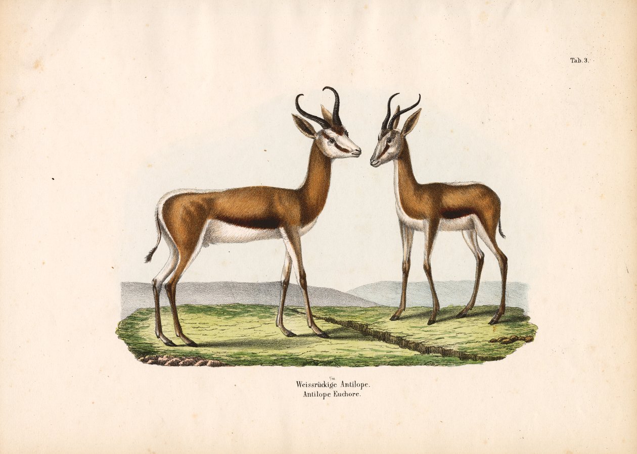 Antilope dorsobianco in coppia da Conrad Kull