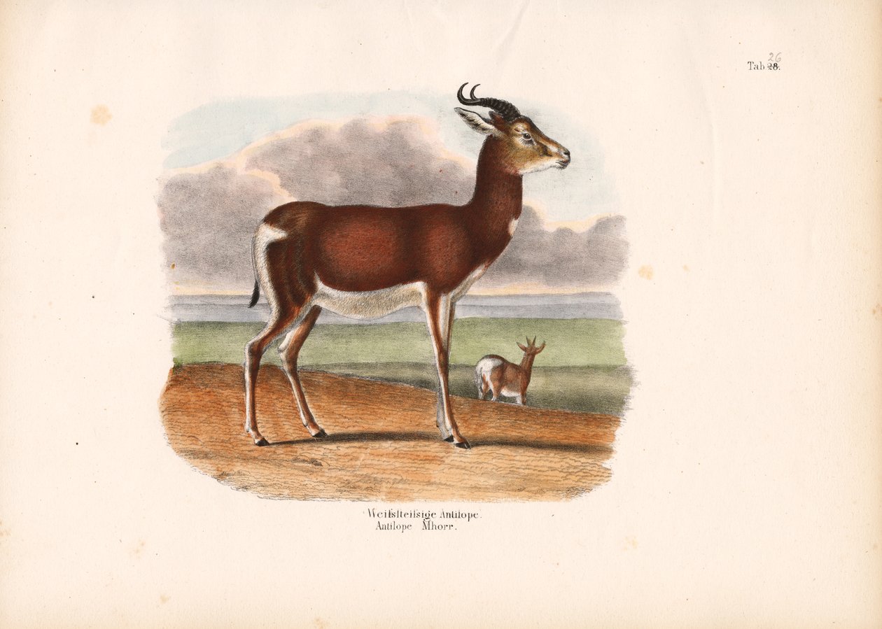 Antilope dal ciuffo bianco da Conrad Kull