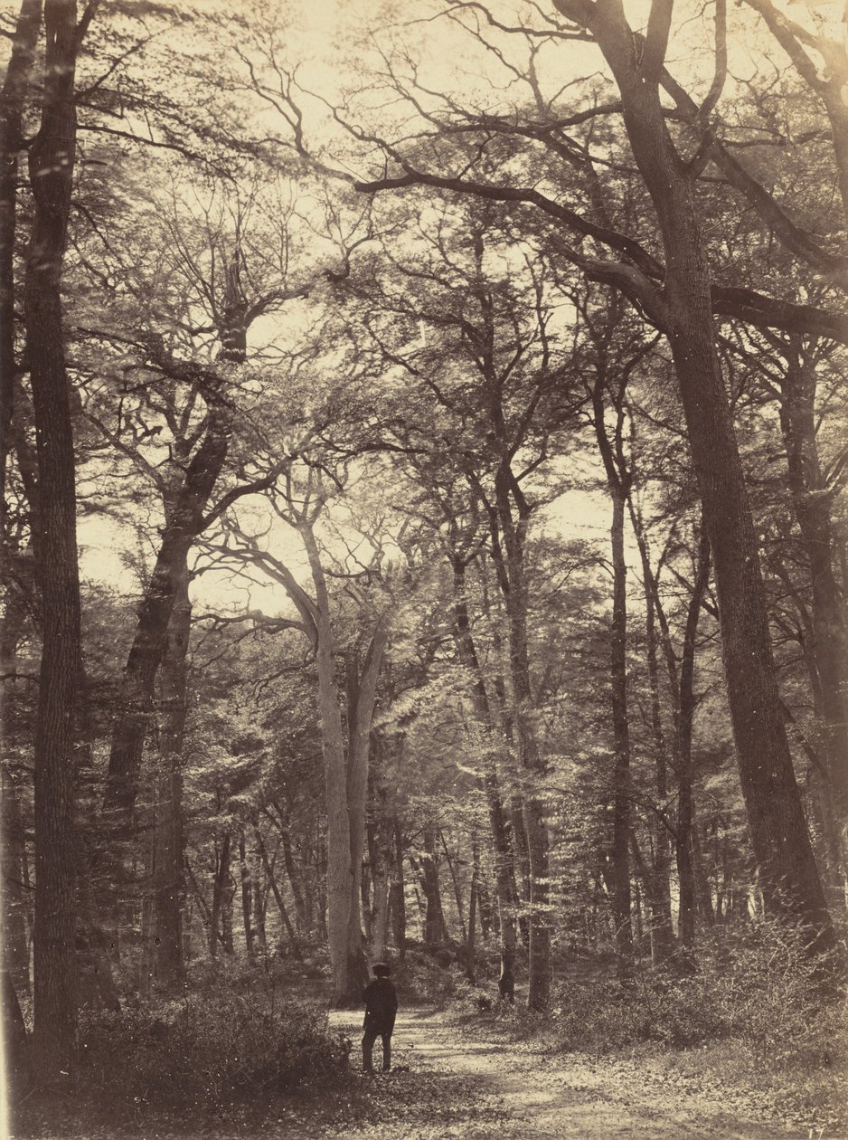 Scena di foresta, c. 1865 (foto) da Constant Alexandre Famin