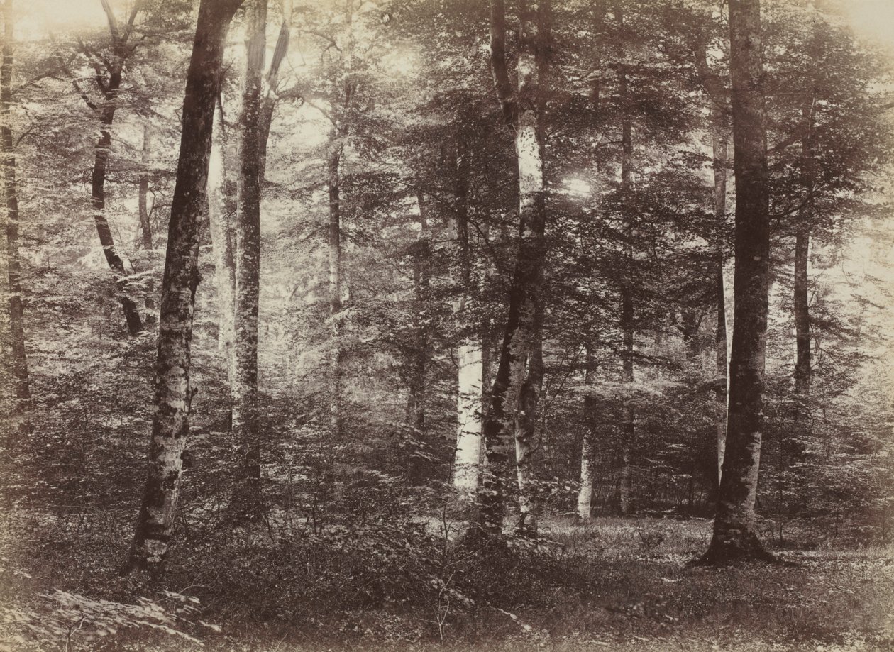 Senza titolo La foresta di Fontainbleau da Constant Alexandre Famin