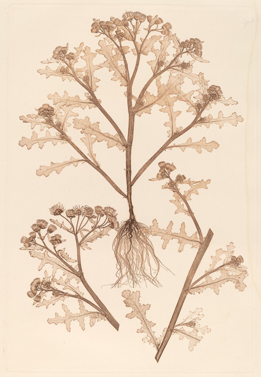 Senecio viscosus da Constetin von Ettinghausen and Alois Pokorny