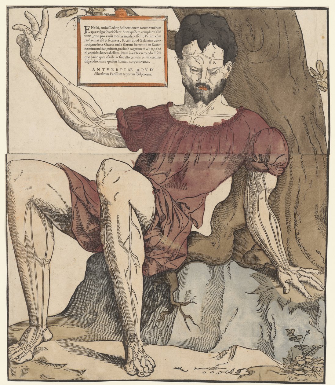 Le vene del corpo umano da Cornelis Anthonisz.