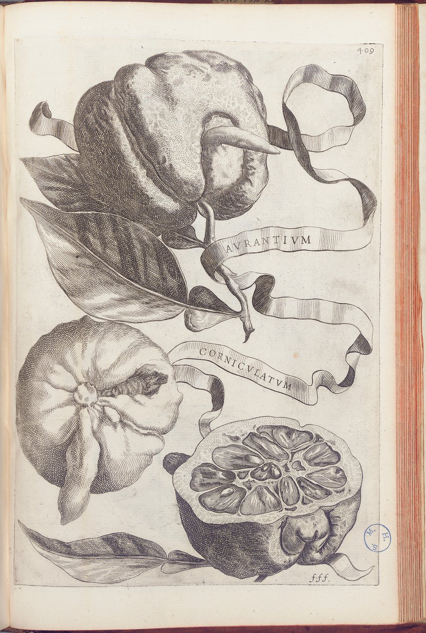 Arancia cornuta, tavola 409 da "Hesperides sive de Malorum Aureorum Cultura et Usu Libri Quatuor" di Giovanni Battista Ferrari da Cornelis Bloemaert