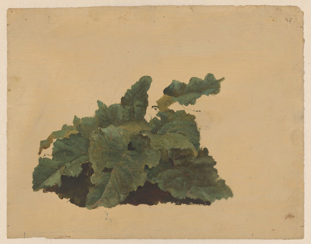 Foglie di una pianta simile al rabarbaro da Cornelis Johannes de Vogel