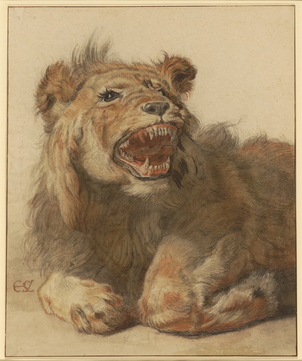 Un leone ringhiante, c.1625-33 da Cornelis Saftleven