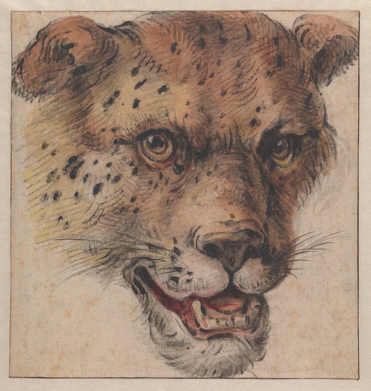 La testa di un leopardo da Cornelis Saftleven