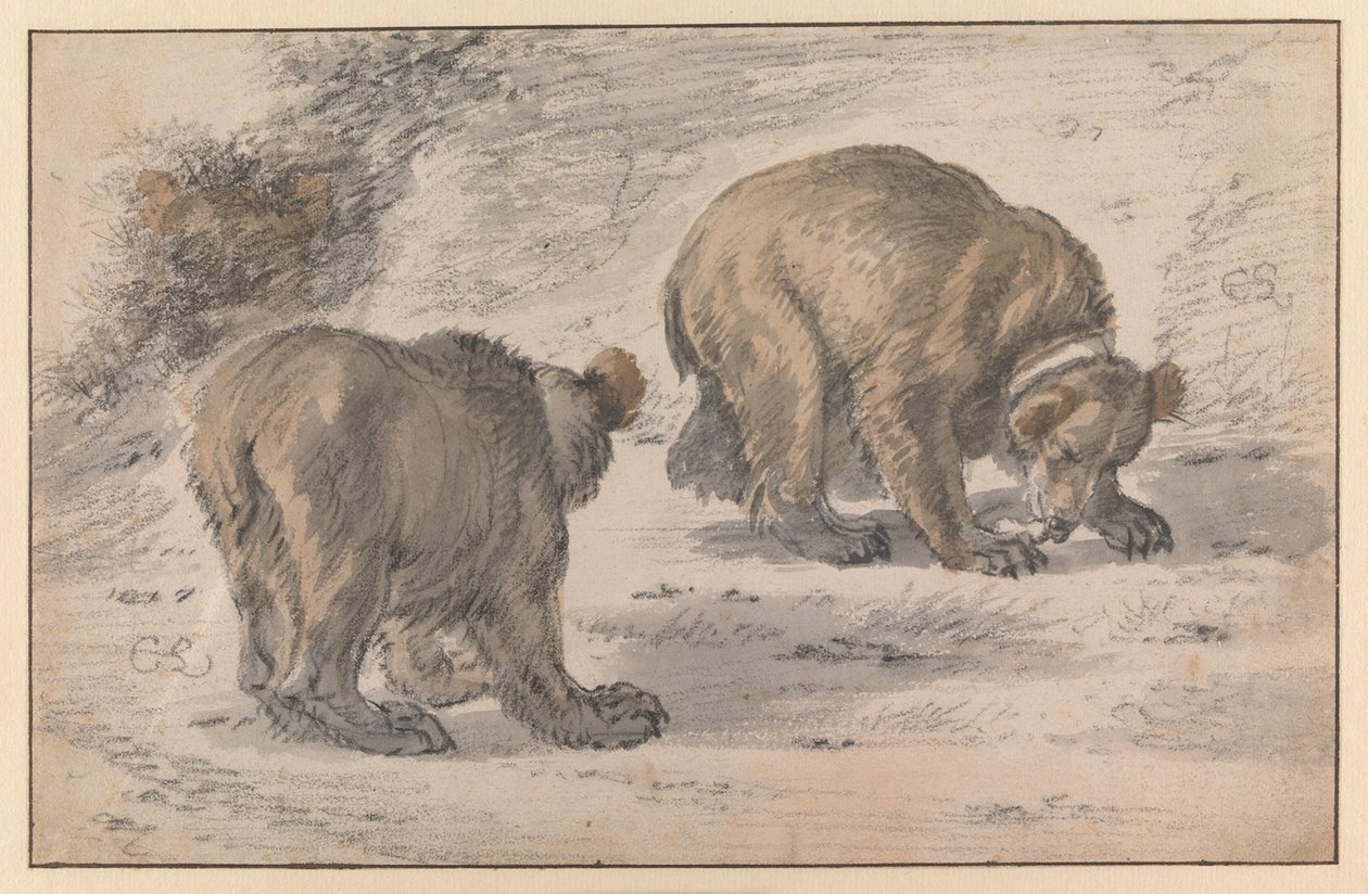 Un orso in varie pose da Cornelis Saftleven